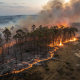 Wildfire Insurance Preparedness